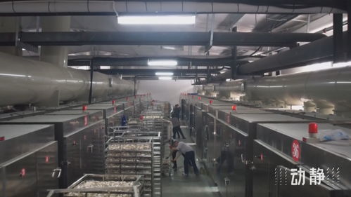 遵義 小菌菇打開大市場(chǎng)