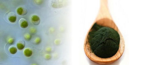 上海光語生物科技 引領(lǐng)生物技術(shù)創(chuàng)新與產(chǎn)業(yè)融合